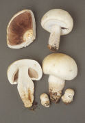 Agaricus macrosporus Mushroom