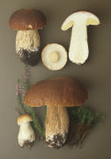 Boletus edulis6 Mushroom