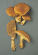 Gymnopilus junonius Mushroom