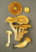 Gymnopilus junonius2 Mushroom