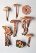 Laccaria laccata 2 Mushroom