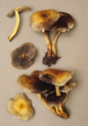 Hypholoma fasciculare4 Mushroom
