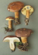 Boletus badius 2 Mushroom