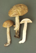 Leccinum scabrum2 Mushroom