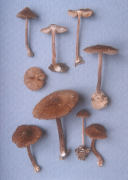 Inocybe calospora Mushroom