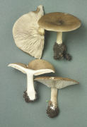 Melanoleuca grammopodia3 Mushroom