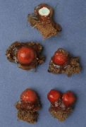 Calostoma cinnabaria Mushroom