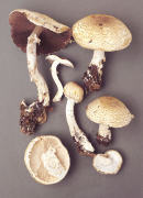 Agaricus augustus Mushroom