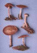 Tubaria furfuracea2 Mushroom