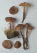 Galerina phillipsii Mushroom