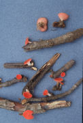 Sarcocypha occidentalis Mushroom