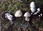 Agaricus leucotricus Buck Moeller .jpg Mushroom