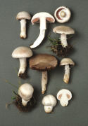Agaricus campestris2 Mushroom