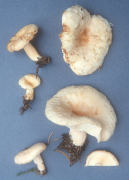 Lactarius pubescens 2 Mushroom