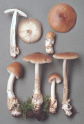 Amanita fulva Mushroom