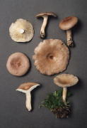 Lactarius vietus4 Mushroom