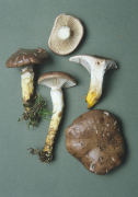 Gomphidius glutinosus Mushroom