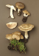 Entoloma saundersii Mushroom