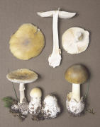 Amanita phalloides4 Mushroom