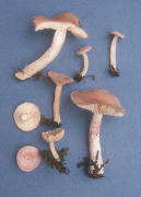 Lactarius glyciosmus2 Mushroom