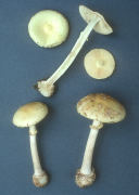 Amanita citrina2 Mushroom
