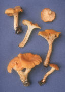Cantharellus cibarius2 Mushroom