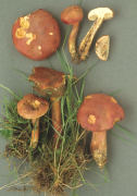 Boletus versicolor2 Mushroom