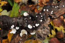 Clitopilus hobsonii 2 Mushroom