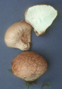 Calvatia cyathiformis2 Mushroom