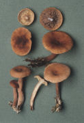 Lactarius camphoratus 4 Mushroom