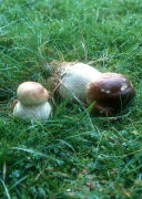 Boletus edulis field2 Mushroom