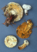 Hypomyces chrysospermus Mushroom