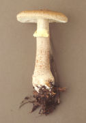 Amanita rubescens var annulosulphurea Mushroom