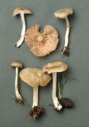 Entoloma rhodopolium2 Mushroom
