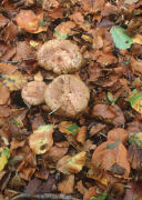 Lactarius blenniusF Mushroom
