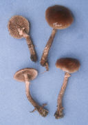 Agrocybe erebia2 Mushroom