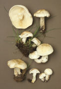 Calocybe gambosa WAS Tricholoma gambosum Mushroom
