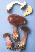 Boletus mirabilis Mushroom