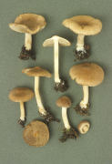 Inocybe flocculosa Mushroom