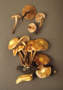 Galerina mutabilis Mushroom