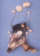 Marasmius siccus 2 Mushroom