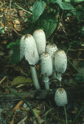 Coprinus comatus F Mushroom