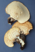 Polyporus squamosus Mushroom