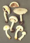 Agaricus xanthodermus3 Mushroom