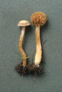 Tubaria furfuracea7 Mushroom