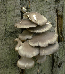 Pleurotus ostreatus 004 Mushroom