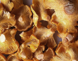 Cantharellus cibarius 17 Mushroom
