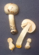 Agaricus xanthodermus2 Mushroom
