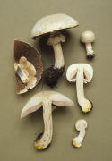 Agaricus xanthodermus6.jpg Mushroom