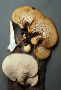 Polyporus squamosus2 Mushroom